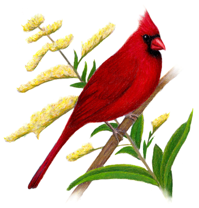 Kentucky State Bird and Flower Cardinal / Cardinalis cardinalis